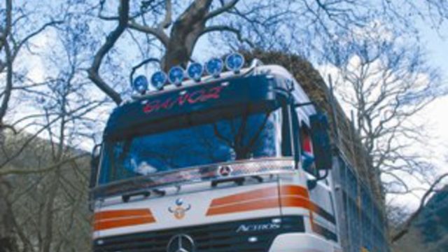 Μεταφέροντας καλάμια στις Πρέσπες με Mercedes Benz Actros 